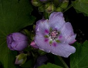 Iliamna rivularis - River Mallow 19-3801